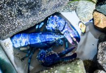 Dos joyas azules del océano: las raras langostas que cambiaron la ciencia marina (+ Detalles)