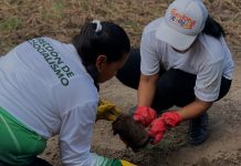 Alcaldía de Barcelona realizó una jornada de reforestación en la Isla Guárico del río Neverí