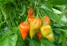 De la semilla a la mesa: arranca en Cumaná un plan de siembra agroecológica de ají que busca impulsar la producción local