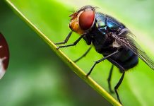 Gobierno estadounidense alerta primer caso en humanos del gusan0 barrenador proveniente de Centroamérica