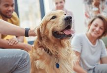 La terapiă con animales beneficia el bienestar y la salud física y mental de niños (+ Detalles)