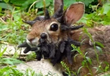 ¿Nuevo virüs?: preocupación en EEUU por la aparición de conejos con extraños tentáculos en la cabeza