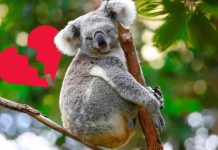 La filosofía que todos necesitamos: ¿Por qué los koalas prefieren dormir antes que sufrïr por amor? (+ Detalles)