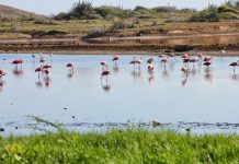 Censo de Flamencos: una iniciativa en Nueva Esparta para proteger las especies y fomentar el ecoturismo
