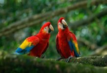 Venezuela se consolida como potencia mundial del aviturismo: Avavit y Gobierno Nacional impulsan la observación de aves para atraer a viajeros especializados