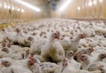 ¡Divorcio con sabor a pollo! Así fue la inesperada solución de un juez chino para poner fin a un matrimonio