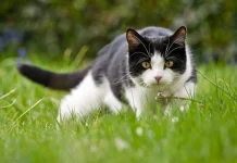 Cada 8 de agosto se conmemora el Día Internacional del Gato ¿Por qué hay un día para celebrar a los felinos?
