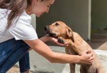 Decenas de mascotas son abandonadas en Los Ángeles debido a redadas migratorias (+ Detalles)