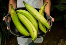 El Plátano verde: Un superalimento que ayuda contra el cáncër y enfermedadës crónicas (+ Info)