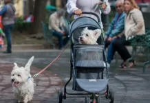 Congreso mexicano aprobó reforma del Código Civil que inlcuye la custodia compartida de mascotas en casos de divorcio