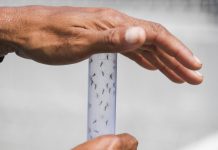 Alerta sanitaria por posible aumento de casos de Chikungunya ante la temporada de lluvias