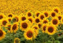 La siembra de girasoles en Venezuela aumentó considerablemente en el periodo norte-verano 2024-2025