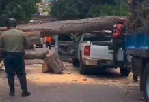 Caída de árbol afectó el trafico vehicular entre el CCCT y el Cubo Negro en Caracas al quedar sobre dos autos (+ Detalles)