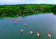 Flamencos y atardeceres, los protagonistas en la Laguna de las Peonías en el Zulia (+ Fotos)