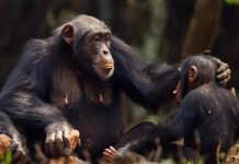 Investigación revela que madres chimpancés enseñan a sus crías a comunicarse (+ Detalles)