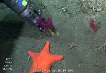 SuBastian: Robot submarino que conquistó a Argentina con su transmisión en vivo desde el fondo del mar