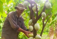 El Mincyt impulsa la producción de cacao en Barinas con prácticas agroecológicas