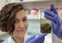 Científica tiene una colección de 600 cerebros antiguos para investigar su conservación (+ Detalles)