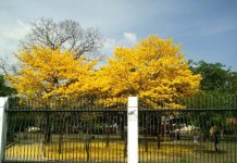 Parque Santos Michelena: Un oasis de naturalez para la recreación y el deporte en Maracay (+ Fotos)
