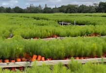 Ministro Alex Saab anunció la plantación de más de 4 millones de plantas de pino Caribe en Monagas