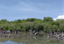 Nueva Esparta celebra el Día Interamericano de la Calidad del Aire con la siembra de mil manglares en La Restinga
