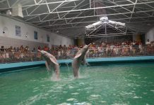 Disfruta de cerca la vida marina con la experiencia que ofrece el Acuario de Valencia (+ Fotos)