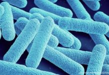 Científicos reescriben el código de la vida, creando una bactëria con un genoma comprimido