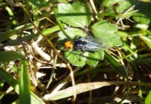 Científicos descubren cinco nuevas especies de moscas polilla en Ecuador y Venezuela