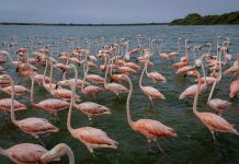 Censo de flamencos en Margarita busca determinar la población de estas aves en la isla