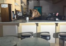 Intruso en busca de helado: Un oso apareció en el mostrador de una heladería en California (+ Detalles)