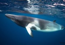 Trágico accidente en Nueva Jersey, Ballena murió tras chocär con una lancha deportiva en la bahía de Barnegat