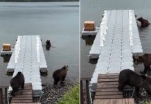 Amistad incondicional: Relación de tres osas de Kamchatka desafía los comportamientos de la naturaleza (+ Detalles)