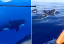 Pescadores venezolanos registran avistamiento inédito de orcas en las costas de Aragua