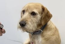 El misterio de Don Luis: el perro ‘ciego’ que en realidad era selectivo e ignoraba a las personas