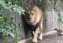 En Dinamarca: Zoológico pide donar mascotas “no deseadas” para alimentar a sus leones y genera controversiä