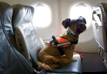 ¿Planeas viajar con tu mascota en Venezuela? Conoce los requisitos para traslado terrestre o aéreo (+ Detalles)