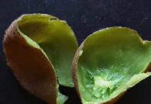 Para qué sirven las cáscaras de kiwi y por qué son consideradas un tesoro natural (+ Detalles)