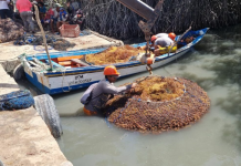 El cultivo de macroalgas impulsa la economía de Venezuela y se ubica en el puesto 15 del ranking mundial, según la FAO