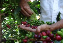 Venezuela exporta por primera vez 23 toneladas de café merideño a la República de Belarús (+ Detalles)