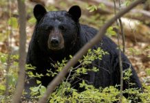 Un joven estadounidense fue sorprendido por un oso negro al irrumpir en el jardín de su casa en Florida