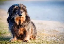 Cómo hacer feliz a tu perro vïejito: consejos de profesionales para acompañar bien a tu mascota en la edad senior (+ Detalles)
