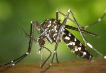 Cada 26 de Agosto se celebra el Día Internacional contra el Dengue y la luchă por su prevención