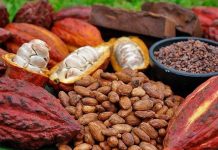 Cacao venezolano en auge: el país reporta un aumento de producción del 10 % y precios favorables (+ Detalles)