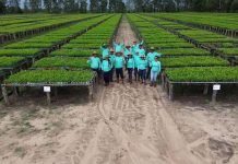 Maderas del Orinoco ha logrado sembrar 22.000 hectáreas de pino caribe en los últimos cinco años (+ Detalles)