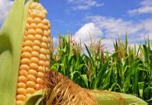 Codecyt brinda capacitación a más de 25 productores de maíz en la zona de Guárico (+ Detalles)