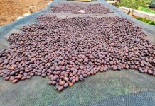 Miranda reactiva la agricultura: recuperan escuelas y hectáreas cultivables, e impulsan la producción de café