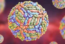 Italia suma 19 muertös por el virus del Nilo Occidental y confirma 275 casos en proceso, más de la mitad de gravedäd