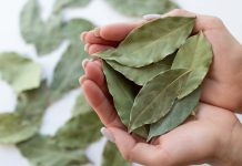 Dónde colocar hojas de laurel en casa para llamar a la buena suerte y ahuyentar a las cuchąrachas (+ Detalles)