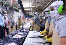 Presidente Maduro informó que la producción de pollo aumentó en 188% en los últimos cuatro años (+ Detalles)