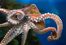 La fascinante inteligencia de los pulpos: usan cada brazo para tareas distintas (+ Detalles)